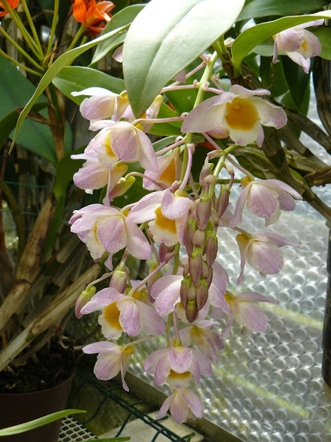 Dendrobium farmeri  P1040268