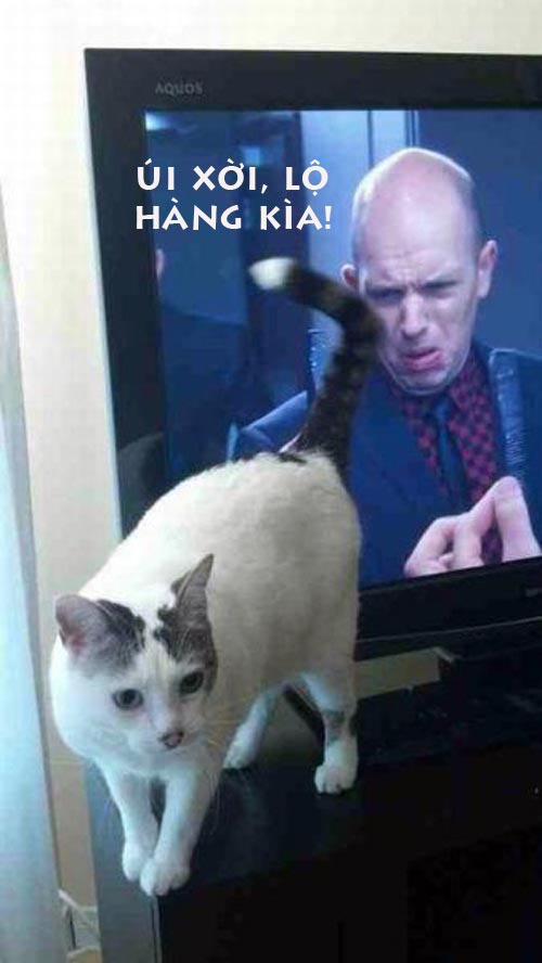 Ảnh chế Mèo hài hước, vui nhộn nhất Ảnh chế Mèo lộ hàng