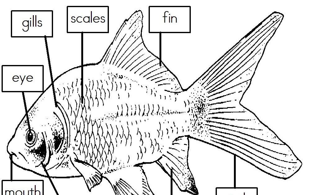 Mrs. I's Class: Label the Parts of a Fish (freebie) tilapia fish label diagram 