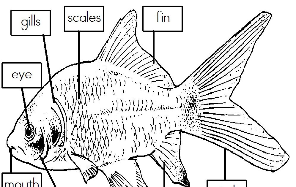 Mrs  I U0026 39 S Class  Label The Parts Of A Fish  Freebie