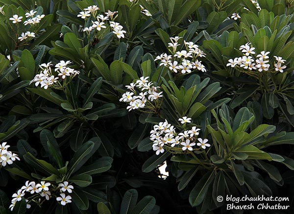 Flower: White Plumeria AKA White Frangipani, Champa, Gulchin, Khagi-leihao, Kathgolop [Plumeria alba of Apocynaceae AKA Oleander family]