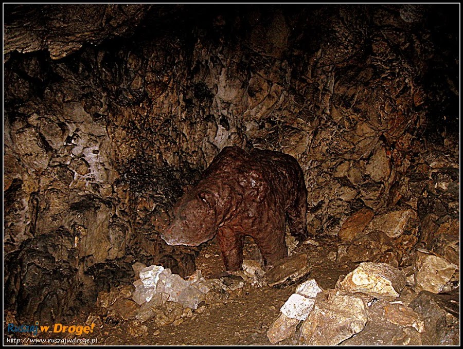 niedźwiedź jaskiniowy