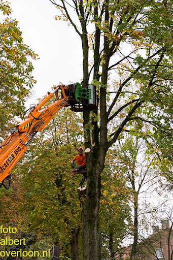 Bomen gekapt Museumlaan in overloon 20-10-2014 (16).jpg