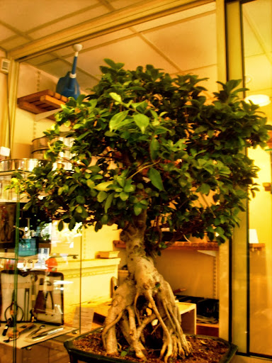... e por falar em Paris bonsai... P9230088