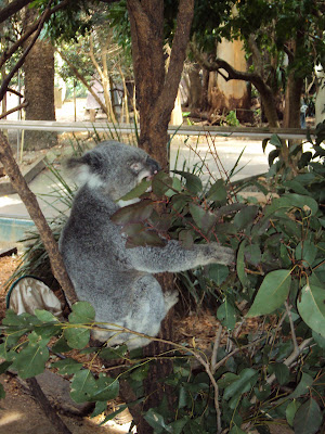 Koala Park Sanctuary