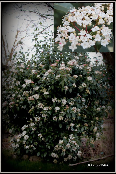 Visite du jardin en 2014 2014-02-17