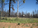 Paseo del Lobo Section 40: Aspen regeneration enclosure after the Schultz Fire (Photo by E. Nelson)