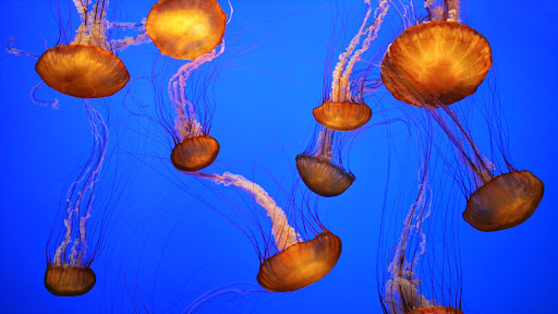 Sea Nettles, Monterey Bay Aquarium, California.jpg