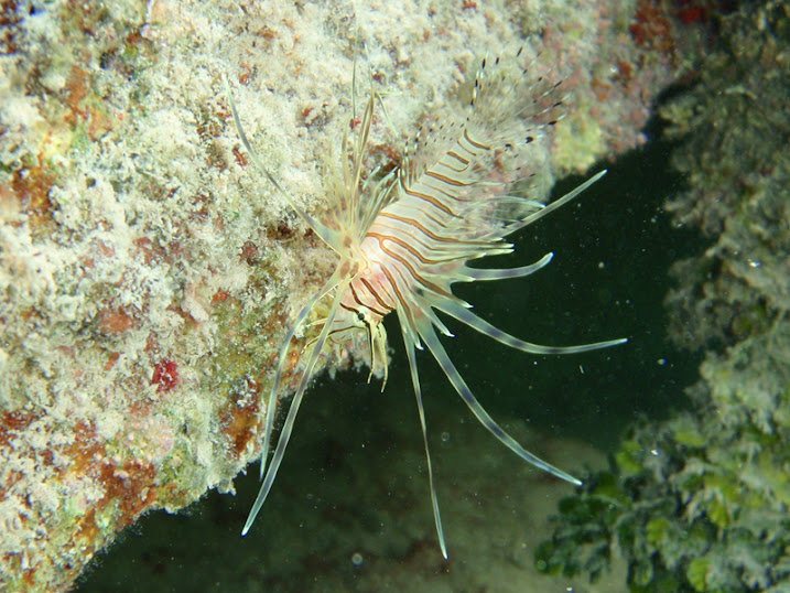 Pterois volitans (Juvenile Volitans Lionfish - Invasive species) near the sea wall South of the Victoria House peir, Ambergris Caye, Belize.