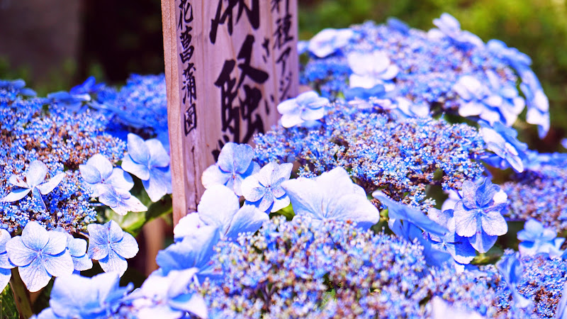 鎌倉 長谷寺 あじさい 写真4