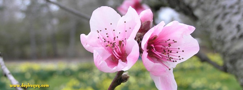 Ảnh bìa timeline cành đào Ảnh bìa timeline cành đào
