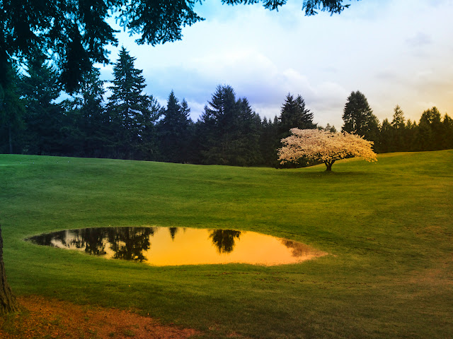 Looking over the green at the Fircrest Golf Club at a tree in bloom in late March 2014.