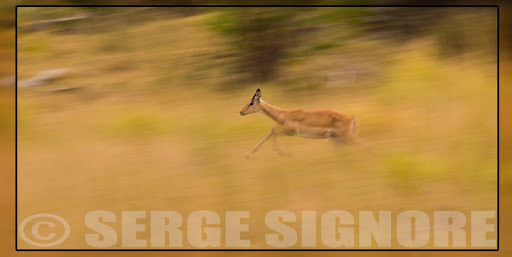 Okavango Delta