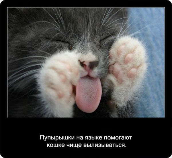 Интересные факты о котах Интересные факты о котах
