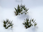 Yucca in the snow