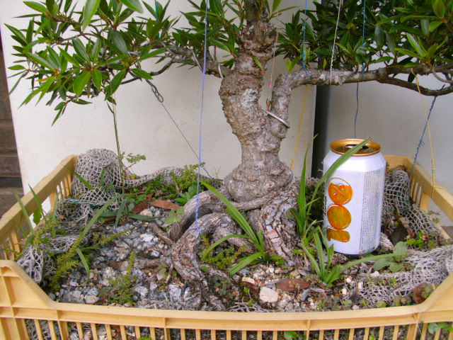 Ficus Nerifolia a venda... PICT3548