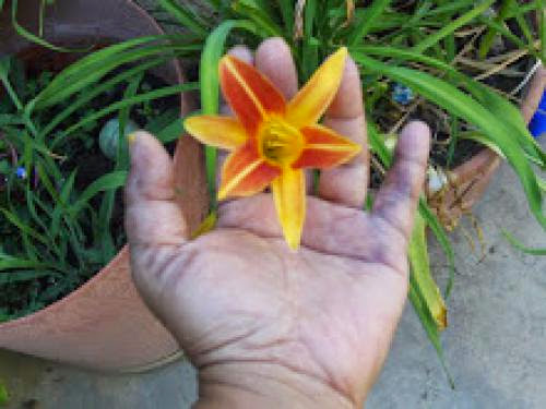 A Hand Fasting