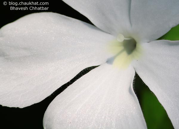 Close-up of a Sweet Clock Vine Flower [also known as White Lady, scientific name is Thunbergia Fragrans, Marathi name is Chimine, Malayalam name is Noorvan-valli, Tamil name is Indrapushpam]