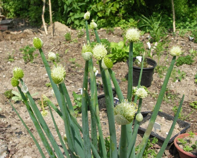 [Bild: Allium_backhousianumgutschense2_20130611.jpg]