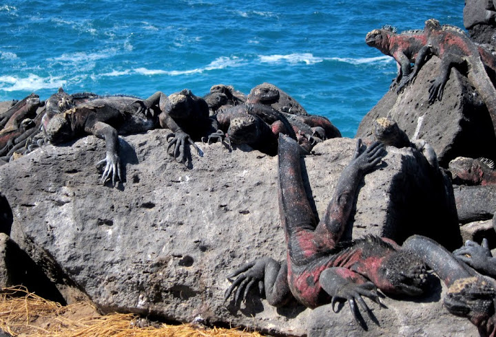 Marine iguana clan, Galapagos