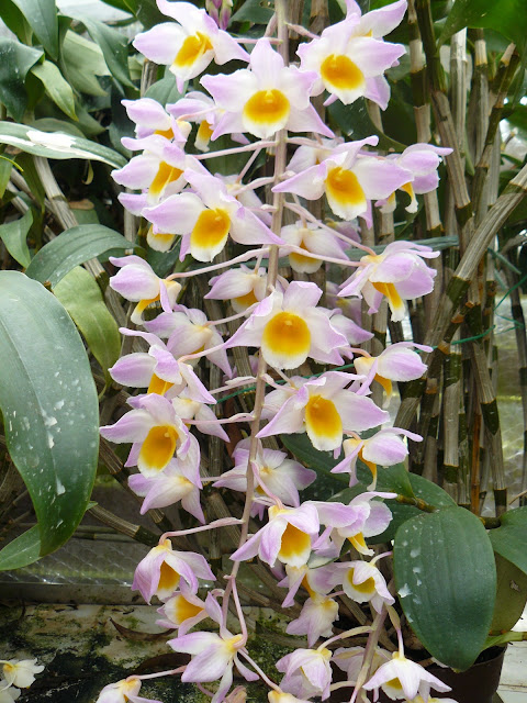Dendrobium bronckartii/amabile P1030273