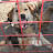 OurFriends DogRescue
