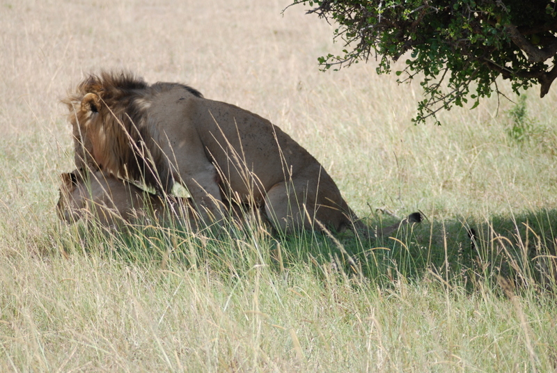 El zoo más grande del mundo - Kenya (2009) - Blogs de Kenia - Maasai Mara (27-29 de junio de 2009) (54)