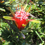 Lambertia formosa (Mountain Devil) (249217)