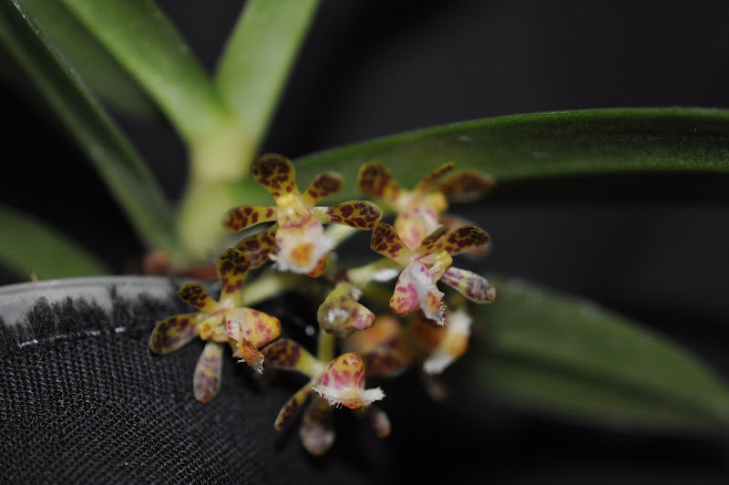 Gastrochilus calceolaris DSC_0024