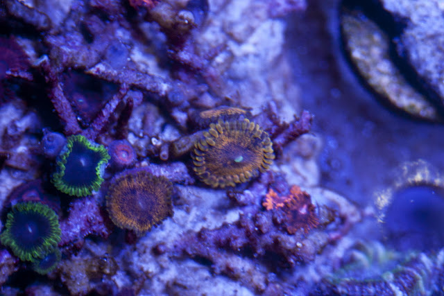 CRW 3957 - zoas and palys-  lps - sps - nightmares and people eaters!