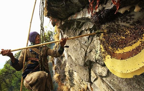 Пчеловодство в Непале