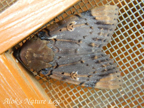 Noctuidae, Pantheinae, Arcte coerulea