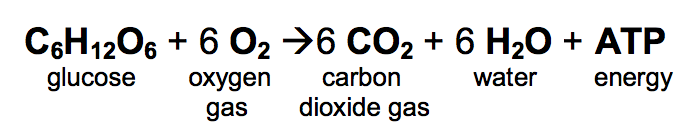 Cellular respiration equation