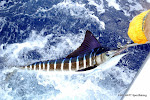 Gordon Paul's Striped Marlin Released March 7, 2011