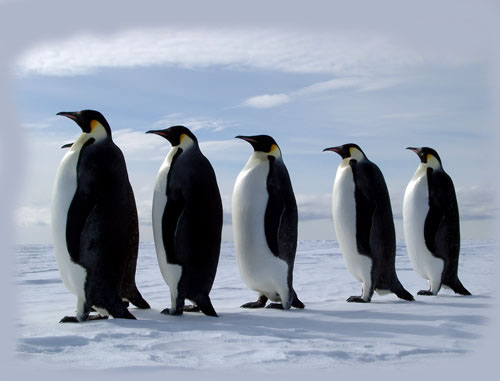 pinguin follow