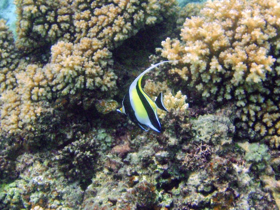 Zanclus cornutus (Moorish idol), Naigani Island, Fiji.
