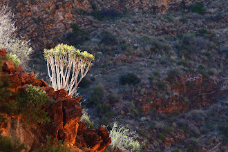 Quiver trees illuminated in the sun