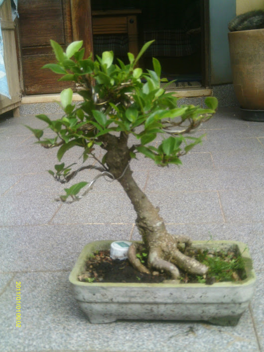 Ficus Retusa Shohin... IMAG0013