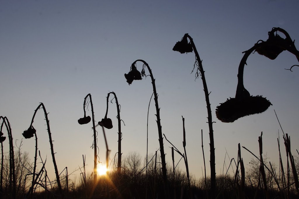 toursesols en hiver toursesols en hiver