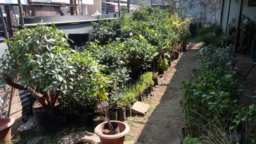 Nisha Nurseries, Cotton Market, Kapas Galli, Imamwada Gujarwadi, Nagpur, Maharashtra 440018, India, Plant_Nursery, state MH