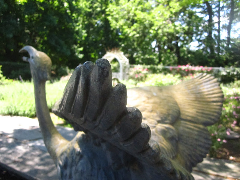 Rose Garden over the wings of a swan