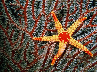 صور جميلة جدا لنجوم البحر-طبيعة وحيوا-منتهى