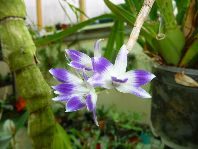 Dendrobium victoriae-reginae P1140570