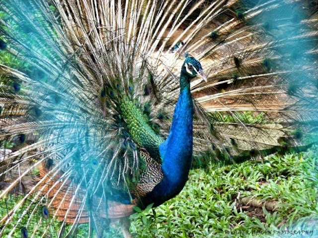Pretty Peacock