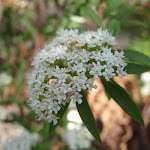 Native Parsnip flower (Platysace lanceolata) (233325)