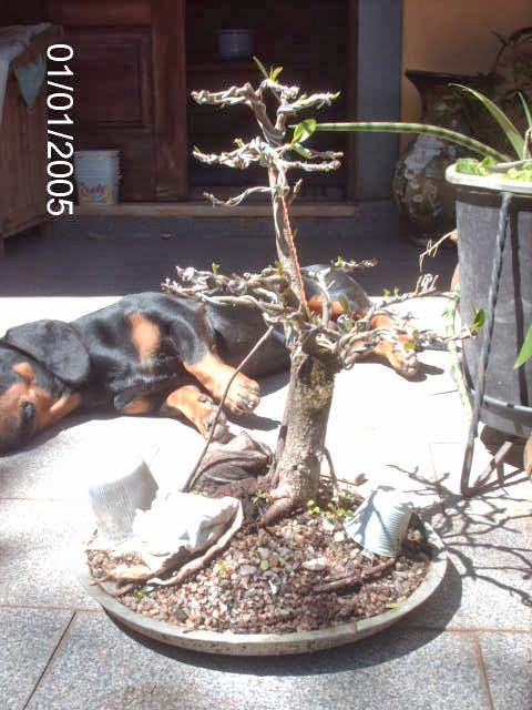 Ficus Microcarpa var. Green Island... PICT2037