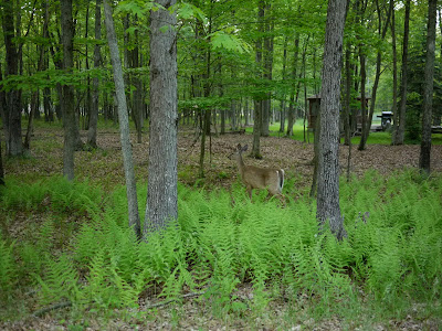 deer