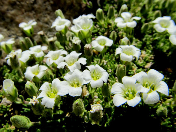 Minuartia obtusiloba (Alpine Sandwort)