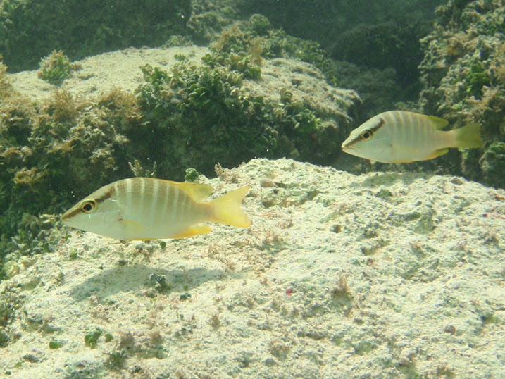 Sparisoma viride (Juvenile Stoplight Parrotfish) near Tranquility Bay Resort.