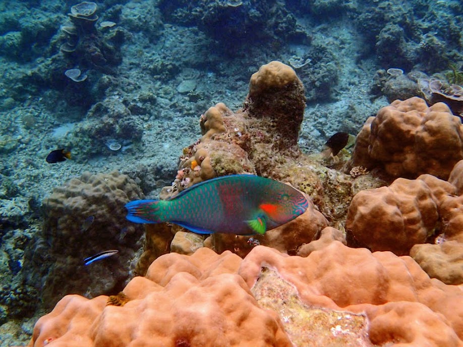 Scarus rivalatus (Surf Parrotfish), Miniloc Island Resort reef, Palawan, Philippines.